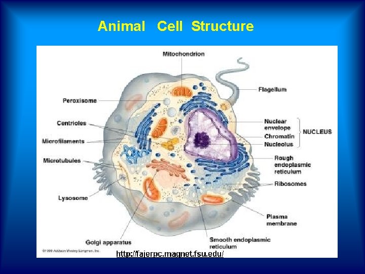Animal Cell Structure 