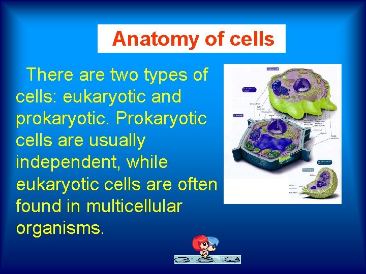  Anatomy of cells There are two types of cells: eukaryotic and prokaryotic. Prokaryotic