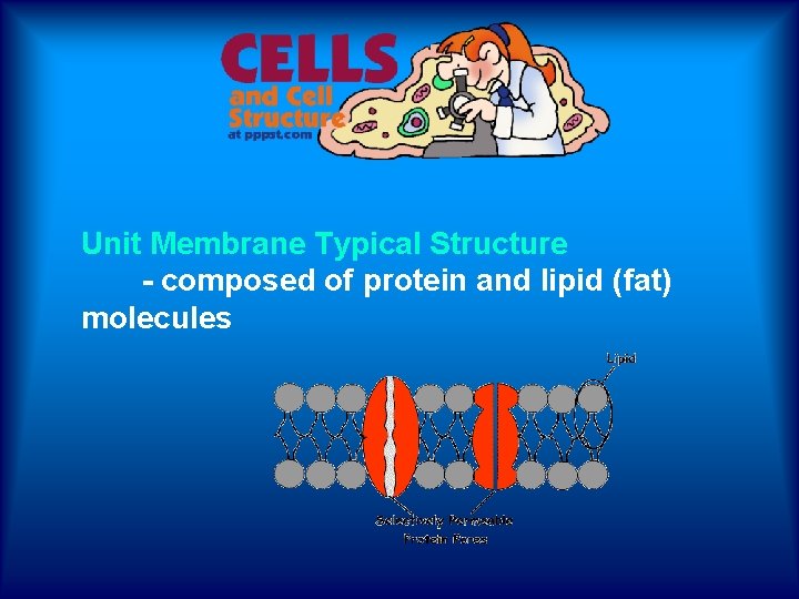 Unit Membrane Typical Structure - composed of protein and lipid (fat) molecules 