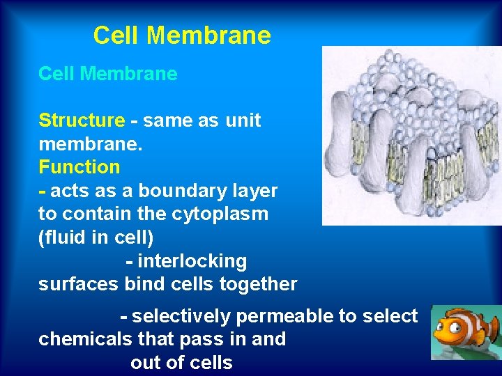 Cell Membrane Structure - same as unit membrane. Function - acts as a boundary
