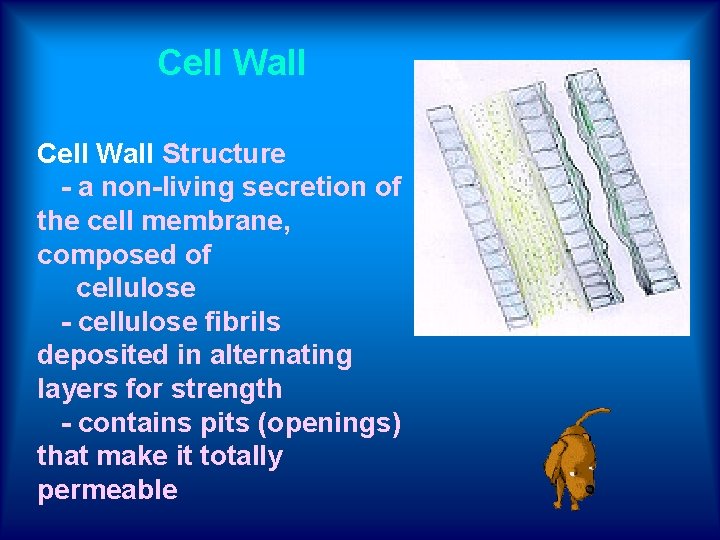 Cell Wall Structure - a non-living secretion of the cell membrane, composed of cellulose
