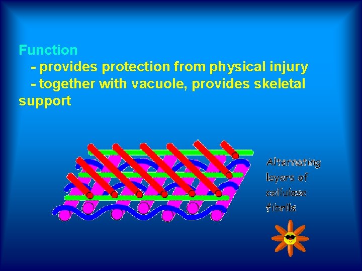 Function - provides protection from physical injury - together with vacuole, provides skeletal support