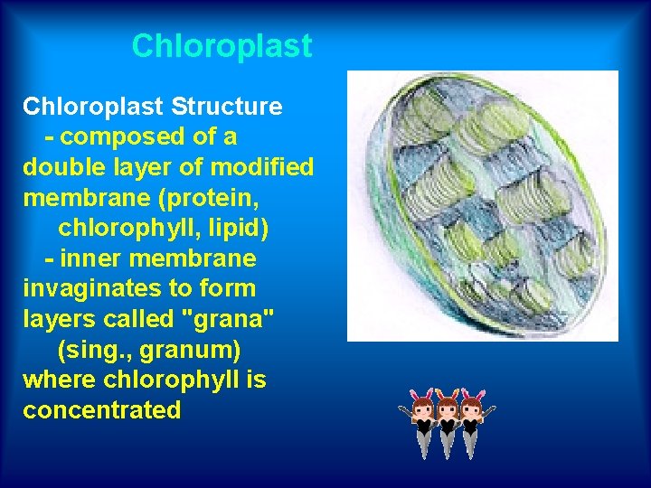 Chloroplast Structure - composed of a double layer of modified membrane (protein, chlorophyll, lipid)