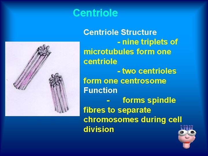 Centriole Structure - nine triplets of microtubules form one centriole - two centrioles form