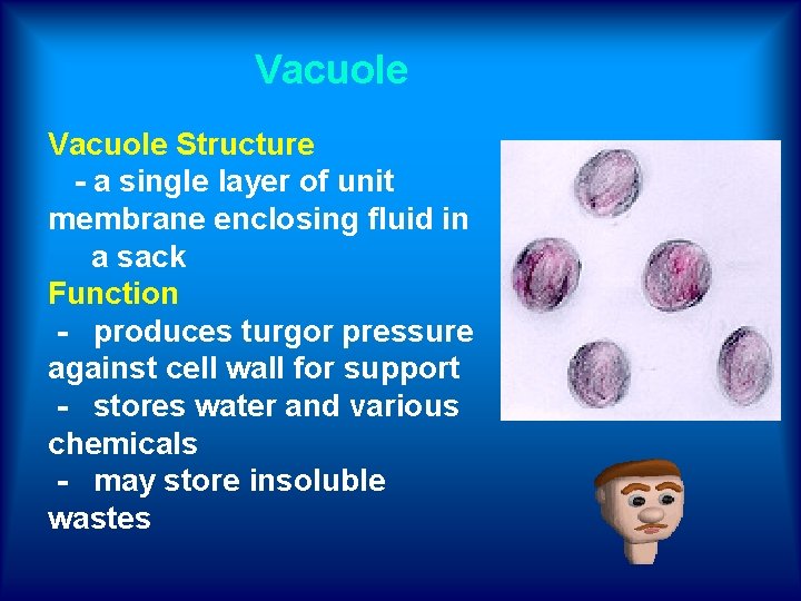 Vacuole Structure - a single layer of unit membrane enclosing fluid in a sack