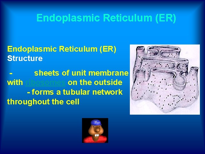 Endoplasmic Reticulum (ER) Structure - sheets of unit membrane with ribosomes on the outside