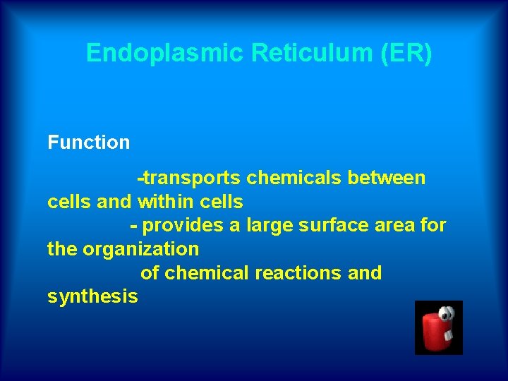 Endoplasmic Reticulum (ER) Function -transports chemicals between cells and within cells - provides a