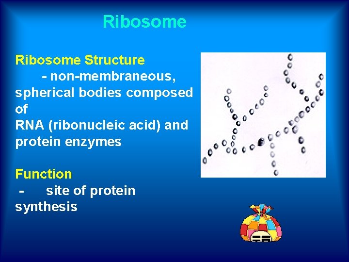 Ribosome Structure - non-membraneous, spherical bodies composed of RNA (ribonucleic acid) and protein enzymes