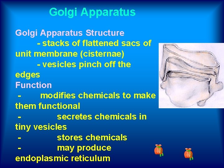 Golgi Apparatus Structure - stacks of flattened sacs of unit membrane (cisternae) - vesicles
