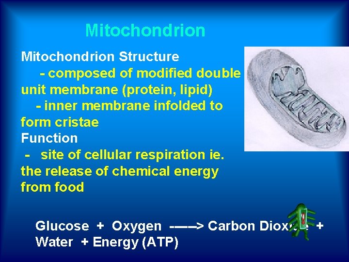 Mitochondrion Structure - composed of modified double unit membrane (protein, lipid) - inner membrane