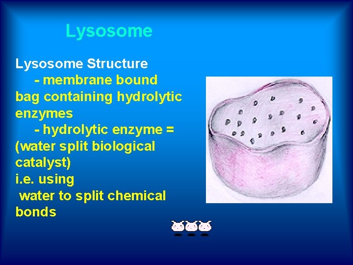 Lysosome Structure - membrane bound bag containing hydrolytic enzymes - hydrolytic enzyme = (water