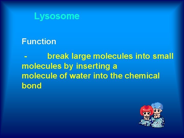 Lysosome Function - break large molecules into small molecules by inserting a molecule of