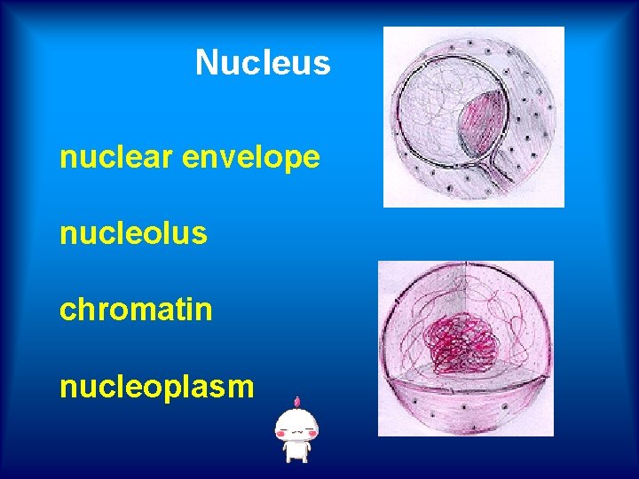 Nucleus nuclear envelope nucleolus chromatin nucleoplasm 