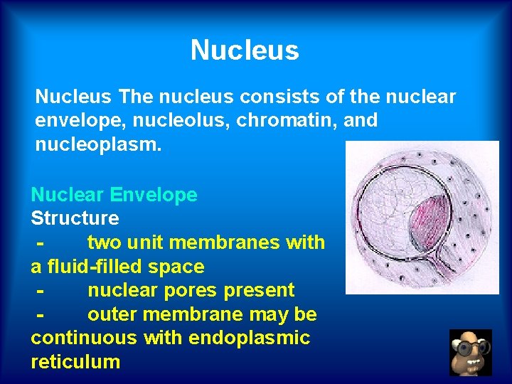 Nucleus The nucleus consists of the nuclear envelope, nucleolus, chromatin, and nucleoplasm. Nuclear Envelope