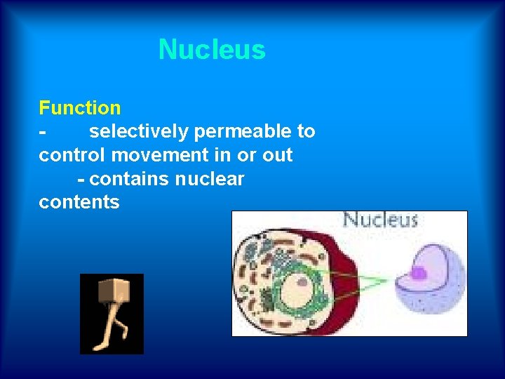 Nucleus Function - selectively permeable to control movement in or out - contains nuclear
