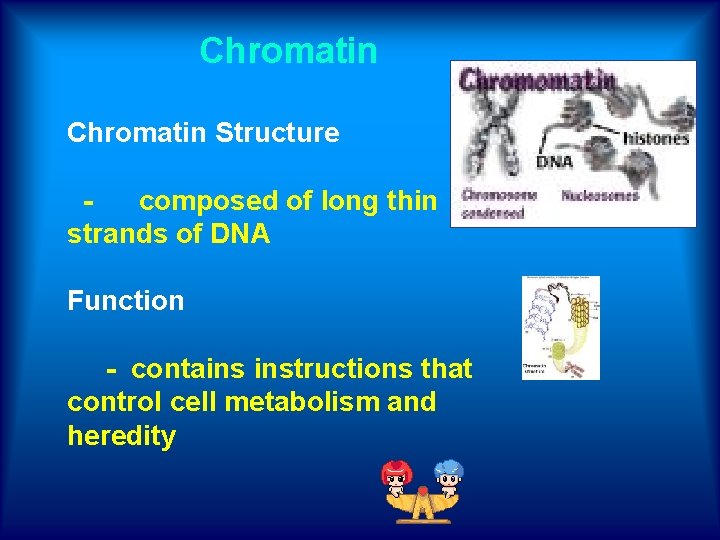  Chromatin Structure - composed of long thin strands of DNA Function - contains