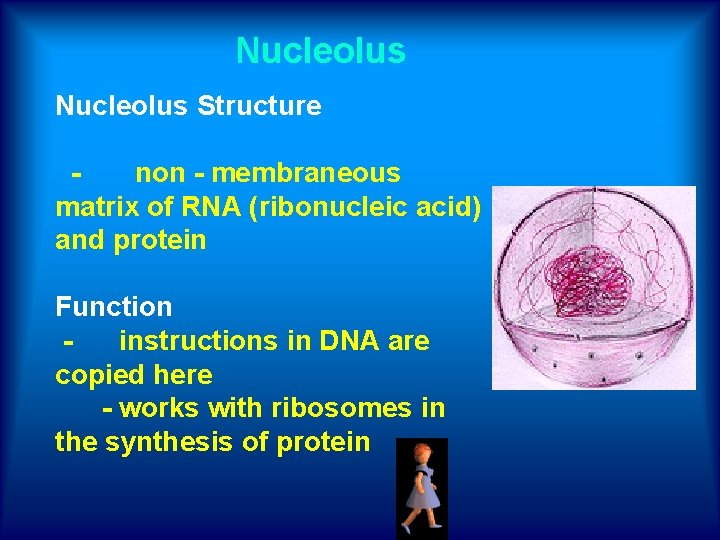 Nucleolus Structure - non - membraneous matrix of RNA (ribonucleic acid) and protein Function