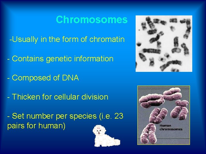  Chromosomes -Usually in the form of chromatin - Contains genetic information - Composed