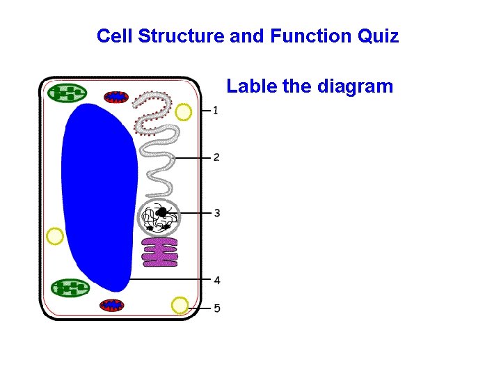 Cell Structure and Function Quiz Lable the diagram 