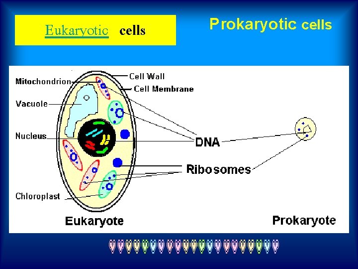 Eukaryotic cells Prokaryotic cells 