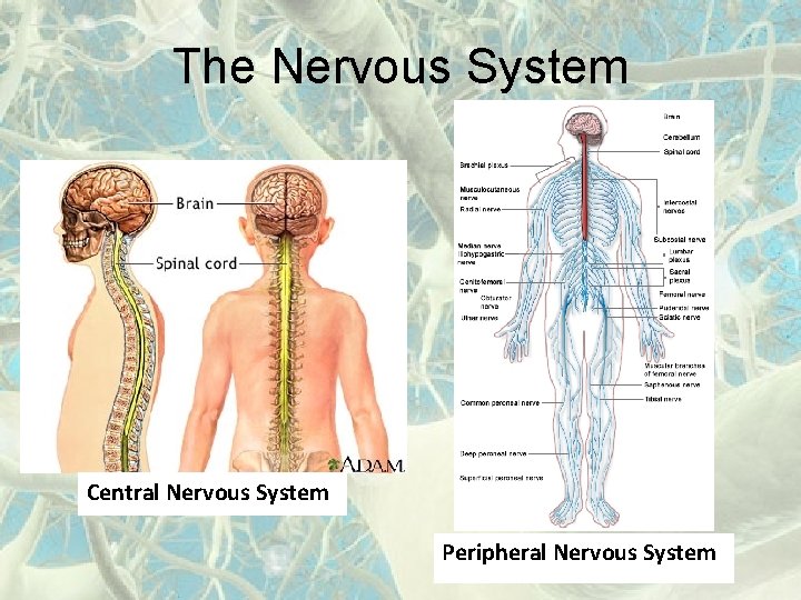 The Nervous System Central Nervous System Peripheral Nervous System 