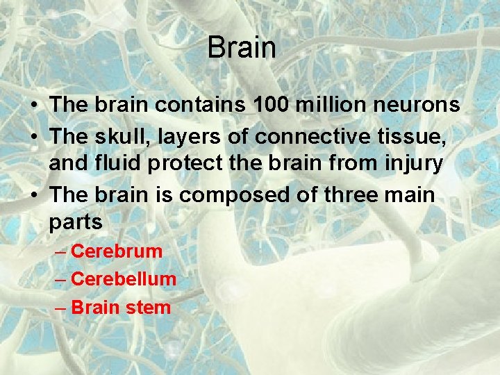 Brain • The brain contains 100 million neurons • The skull, layers of connective