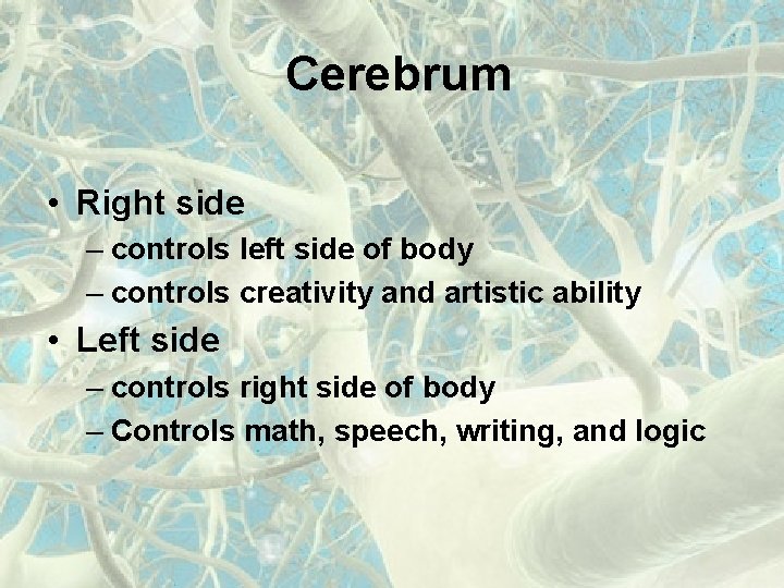 Cerebrum • Right side – controls left side of body – controls creativity and