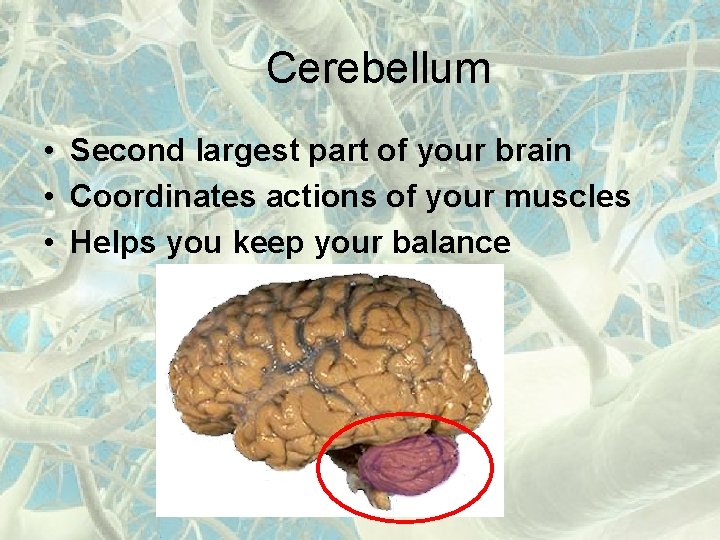 Cerebellum • Second largest part of your brain • Coordinates actions of your muscles