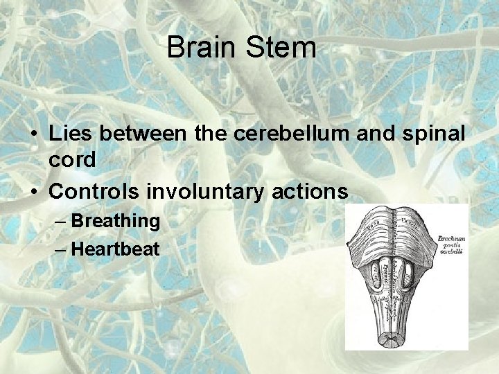 Brain Stem • Lies between the cerebellum and spinal cord • Controls involuntary actions