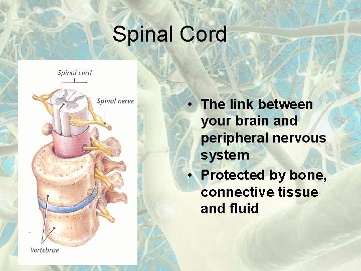 Spinal Cord • The link between your brain and peripheral nervous system • Protected