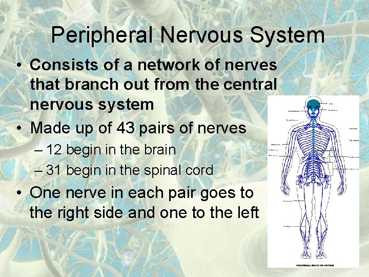 Peripheral Nervous System • Consists of a network of nerves that branch out from