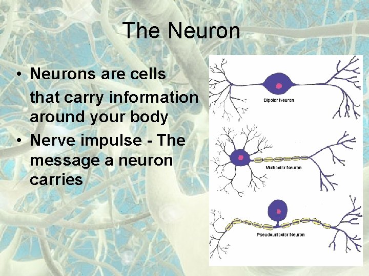 The Neuron • Neurons are cells that carry information around your body • Nerve