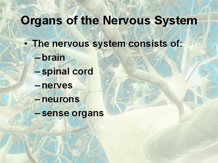 Organs of the Nervous System • The nervous system consists of: – brain –