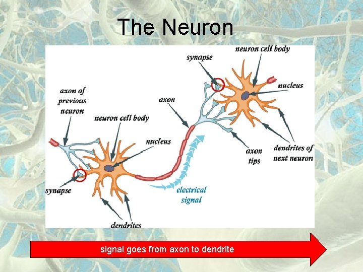 The Neuron signal goes from axon to dendrite 