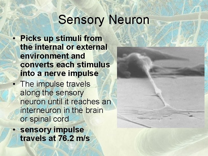 Sensory Neuron • Picks up stimuli from the internal or external environment and converts