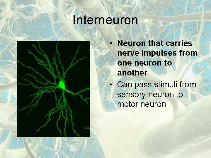 Interneuron • Neuron that carries nerve impulses from one neuron to another • Can