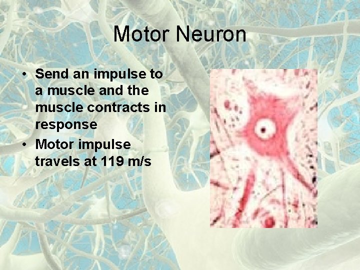 Motor Neuron • Send an impulse to a muscle and the muscle contracts in