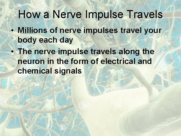 How a Nerve Impulse Travels • Millions of nerve impulses travel your body each