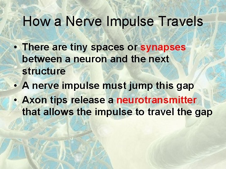 How a Nerve Impulse Travels • There are tiny spaces or synapses between a