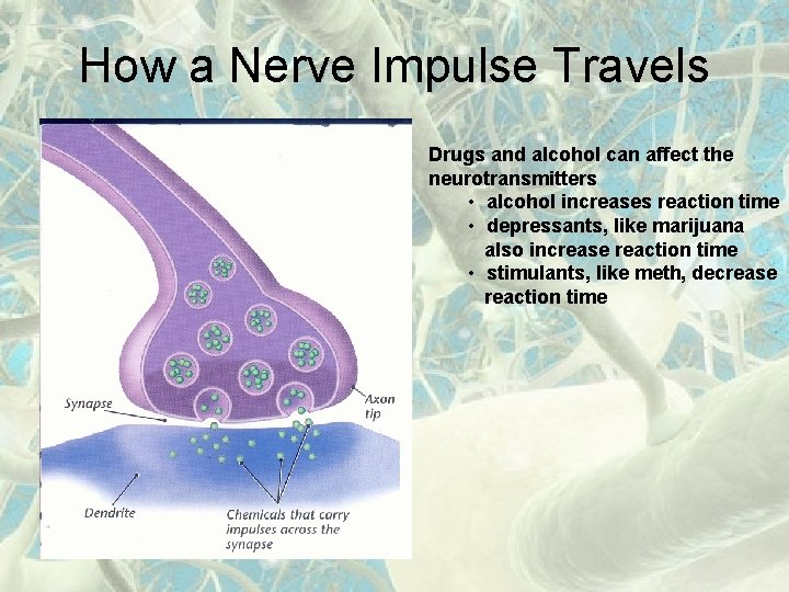 How a Nerve Impulse Travels Drugs and alcohol can affect the neurotransmitters • alcohol