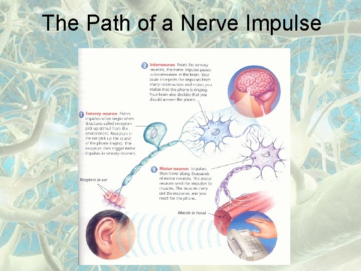 The Path of a Nerve Impulse 