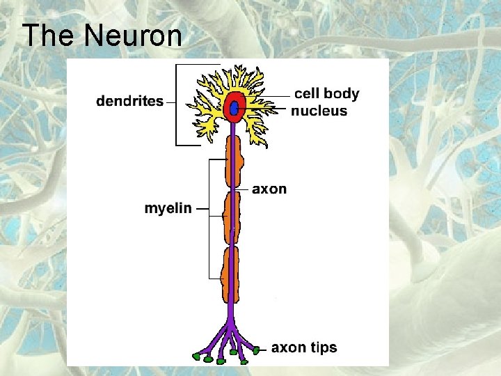 The Neuron 