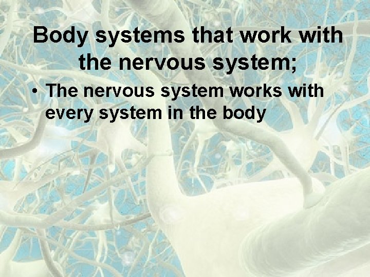 Body systems that work with the nervous system; • The nervous system works with