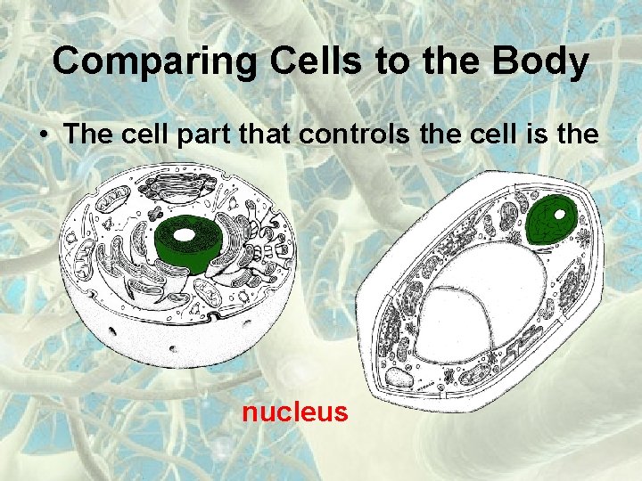 Comparing Cells to the Body • The cell part that controls the cell is