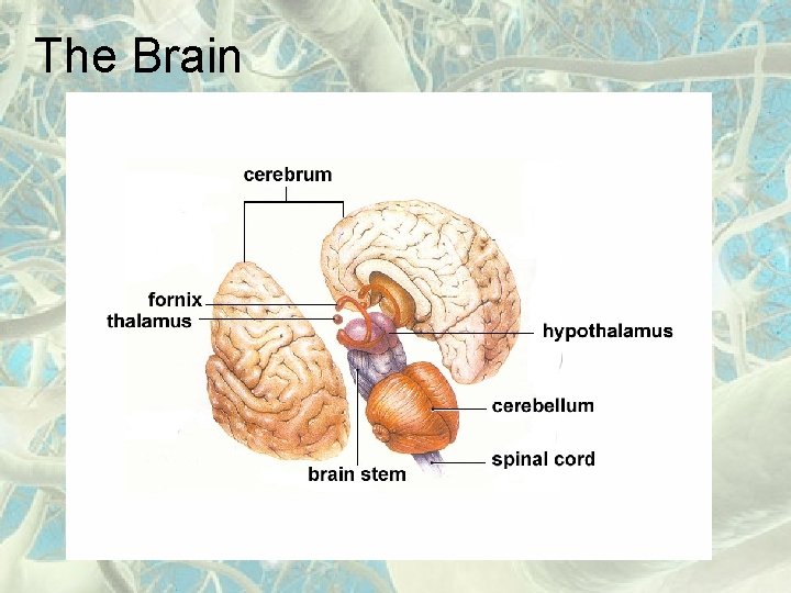 The Brain 