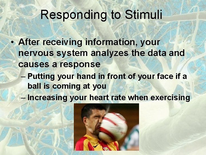 Responding to Stimuli • After receiving information, your nervous system analyzes the data and