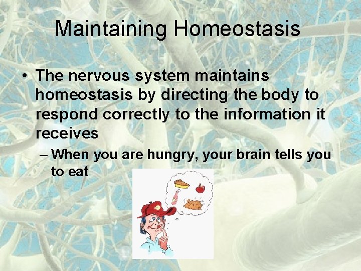 Maintaining Homeostasis • The nervous system maintains homeostasis by directing the body to respond