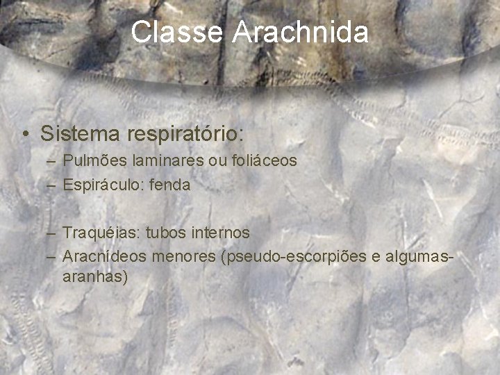 Classe Arachnida • Sistema respiratório: – Pulmões laminares ou foliáceos – Espiráculo: fenda –