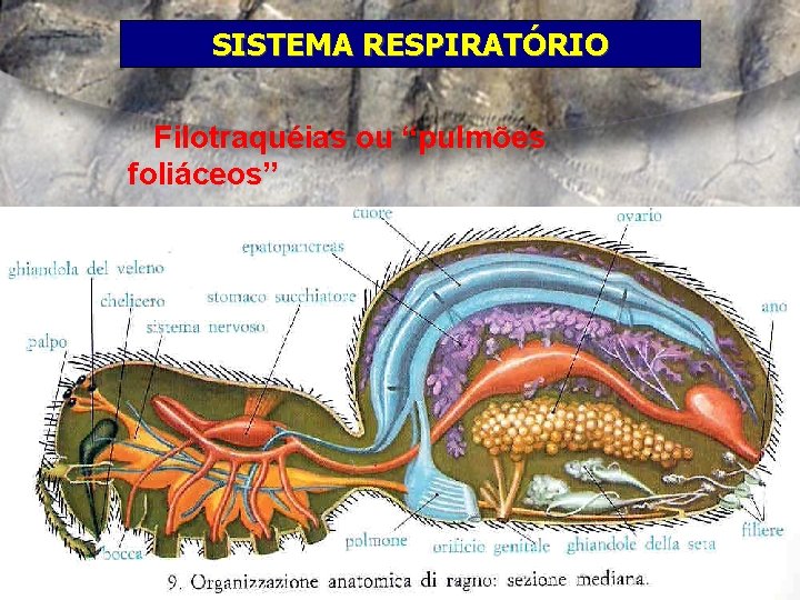 SISTEMA RESPIRATÓRIO Filotraquéias ou “pulmões foliáceos” 