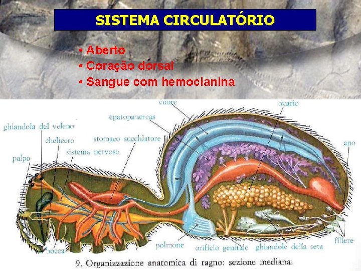 SISTEMA CIRCULATÓRIO • Aberto • Coração dorsal • Sangue com hemocianina 